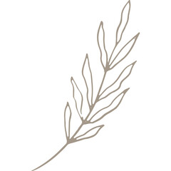 Hand-drawn Linear Plant / Twig / Branch 