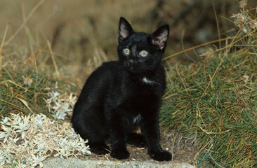 chatton, Chat, noir