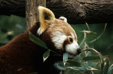 Petit panda, Ailurus fulgens