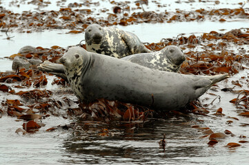 Phoque gris, Halichoerus grypus