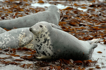 Phoque gris, Halichoerus grypus © JAG IMAGES