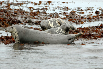 Phoque gris, Halichoerus grypus