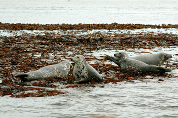 Phoque gris, Halichoerus grypus