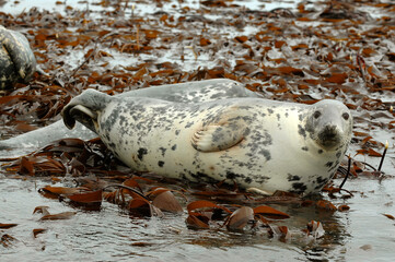 Phoque gris, Halichoerus grypus
