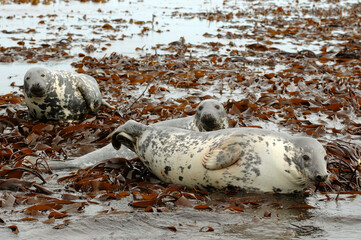 Phoque gris, Halichoerus grypus