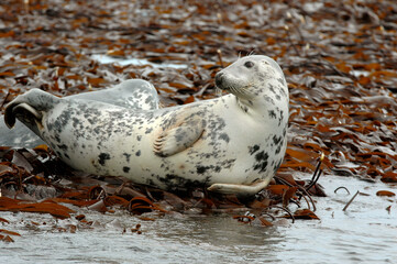 Phoque gris, Halichoerus grypus © JAG IMAGES