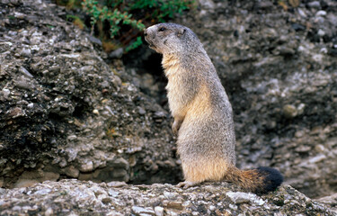 Marmotte des alpes,  Marmota marmota