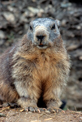 Marmotte des alpes,  Marmota marmota