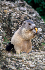 Marmotte des alpes,  Marmota marmota