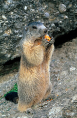 Marmotte des alpes,  Marmota marmota