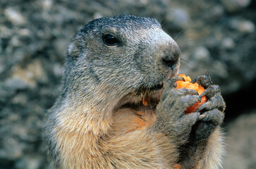 Marmotte des alpes,  Marmota marmota