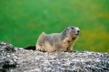 Marmotte des alpes,  Marmota marmota