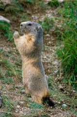 Marmotte des alpes,  Marmota marmota