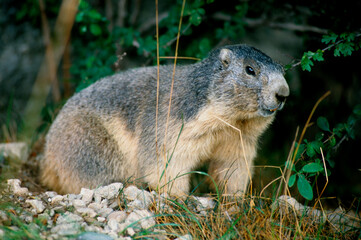 Naklejka na ściany i meble Marmotte des alpes, Marmota marmota