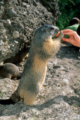 Marmotte des alpes,  Marmota marmota
