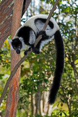 Lémur vari noir et blanc , lémurien, Varecia variegata variegata, Madagascar