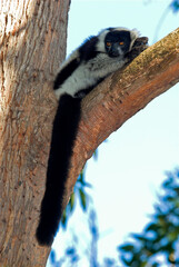 Lémur vari noir et blanc , lémurien, Varecia variegata variegata, Madagascar