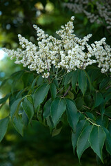 Meliosma pinnata 'Oldhamii' , Meliosma