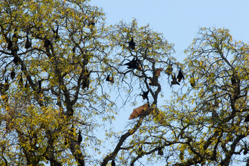 roussette de Madagascar, chauve sourie, Pteropus rufus, Madagascar