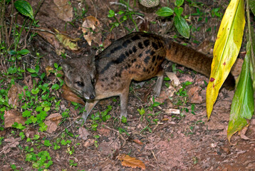 civette malgache, Fossa fossana, Madagascar