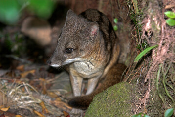 civette malgache, Fossa fossana, Madagascar
