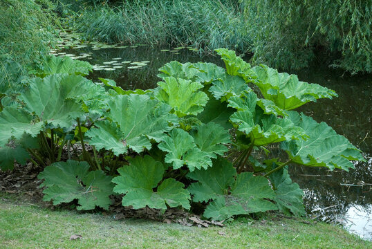 Gunnera manicata , Gunnera