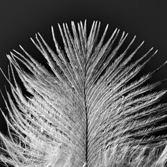 bird feather texture soft abstract beauty