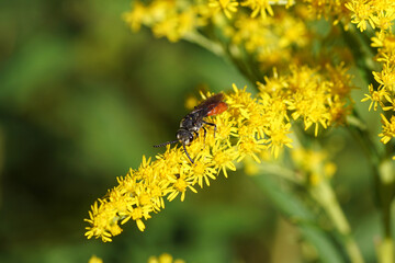 Giant Blood Bee, Sphecodes albilabris, family Halictidae. A cuckoo bee on flowers of Canada goldenrod (Solidago Canadensis). Dutch garden. summer, September