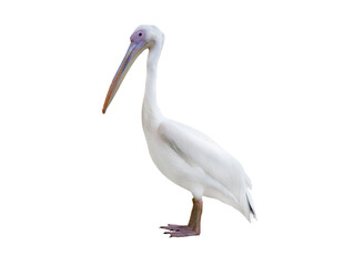 Pelican isolated on white background