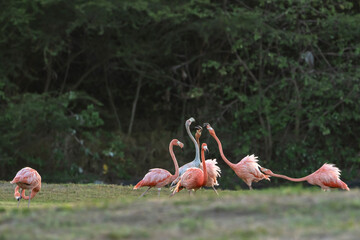Bird Wildlife - American Flamingo in the Caribbean