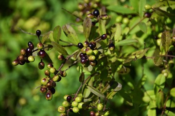 Ripe berries and green berries of the privet, Ligustrum vulgare
They give way to They give way to small, glossy berries which ripen to black in fall and persist throughout winter.