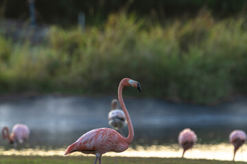 Bird Wildlife - American Flamingo in the Caribbean