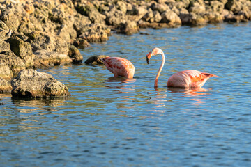 Bird Wildlife - American Flamingo in the Caribbean