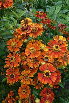 Closeup on the brilliant orange to red flowers of the sneezeweed, Helenium autumnale in the garden