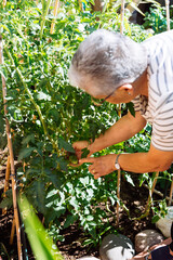 Senior woman checking growing fresh tomatoes plants