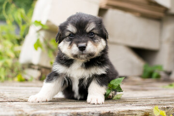 Beautiful adorable little puppy, cute baby dog, small dog, doggy, fluffy puppy,