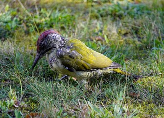 Green Woodpecker looking for ants (Picus viridis) is a member of the woodpecker family Picidae. Hanover, Germany.

