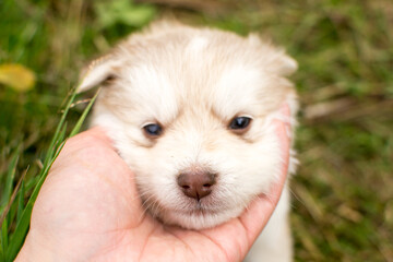 Beautiful fluffy little puppy, cute cub, small dog, doggy, white fluffy puppy