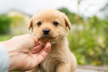 Beautiful adorable little puppy, cute baby dog, small dog, doggy, fluffy puppy,