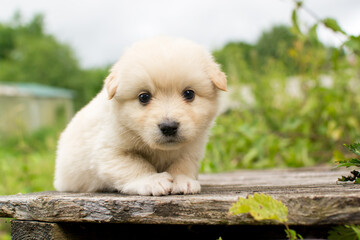 Beautiful fluffy little puppy, cute cub, small dog, doggy, white fluffy puppy