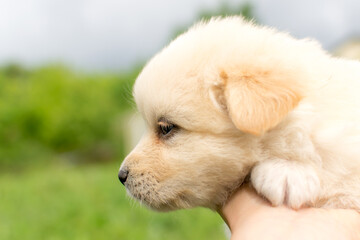 Beautiful fluffy little puppy, cute cub, small dog, doggy, white fluffy puppy