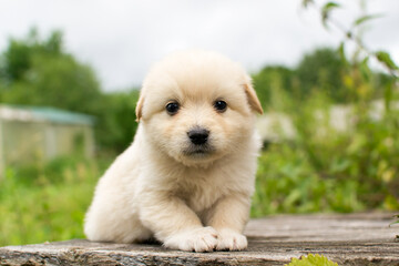 Beautiful fluffy little puppy, cute cub, small dog, doggy, white fluffy puppy