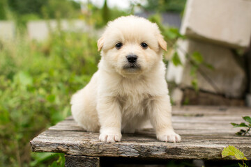 Beautiful fluffy little puppy, cute cub, small dog, doggy, white fluffy puppy