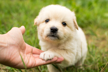 Beautiful fluffy little puppy, cute cub, small dog, doggy, white fluffy puppy