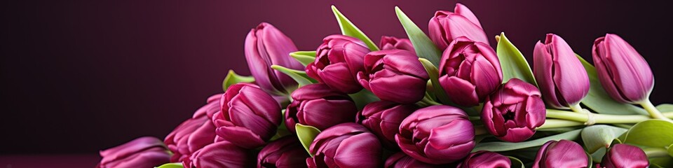 tulips on purple background, copy space