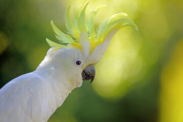 Sulphur crested cockatoo. Australian native bird. Photo taken Adelaide, South Australia.