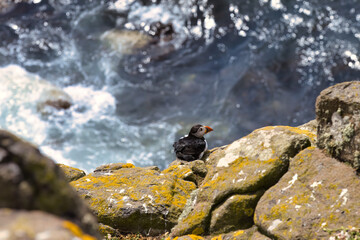 Puffin on Cliff's Edge with Rolling Waves in the Background