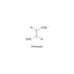 Fumarate Dicarboxylic Acid - intermediate in the citric acid cycle Molecular structure skeletal formula on white background.