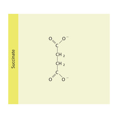 Succinate Dicarboxylic Acid - intermediate in the citric acid cycle Molecular structure skeletal formula on yellow background.