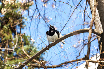 Obraz na płótnie Canvas Common magpie perched and singing on a tree branch